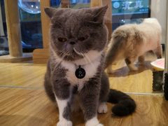 -啵啵喵·猫咖(攀华国际店)