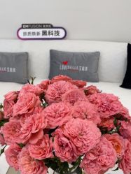 -WENDY·温迪皮肤管理