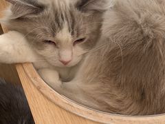 -飞行喵MR PILOT|猫舍·猫咖(静安大融城店)