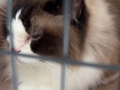 -艾贝尔宠物医院·24H转诊中心·肿瘤猫专科(江宁双龙店)