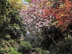 -桃花岛景观公园
