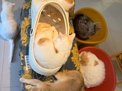 -平行世界·猫咖(首经贸店)