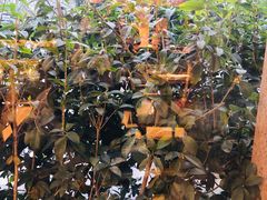 -索菲特西湖大酒店·香榭丽全日候餐厅(南山路店)