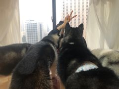 -Husky Go! 哈士奇体验馆·宠物咖啡厅狗咖