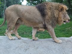 -北京野生动物园