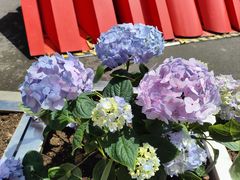 -山海菜馆·海肠捞饭·青岛菜(栈桥店)