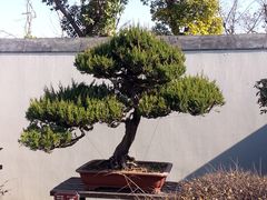 -盆景园(扬州大运河文化旅游度假区)