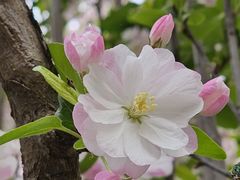-海棠花溪(元大都城垣遗址公园)