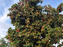 -怡海公园(桂城街道)