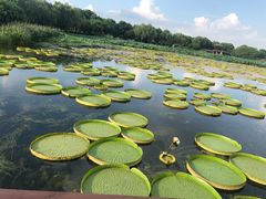 -荷塘月色湿地公园·向阳花洲