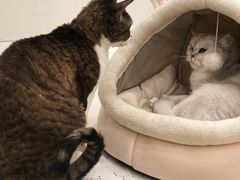 -Let's go狗咖·猫咖·奶狗·桌游(春熙路IFS店)