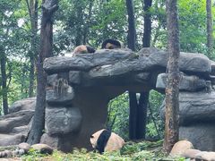 -中国大熊猫保护研究中心雅安碧峰峡基地