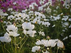 -辽东学院(南校区)