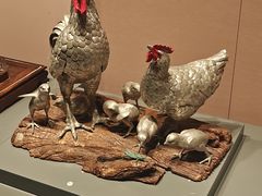 -中国闽台缘博物馆