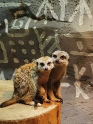 -Zoolung Zoolung动物主题公园(海信广场店)