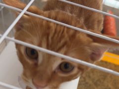 -爱妮康宠物医院·干细胞免疫细胞·肿瘤·心脏(张江店)