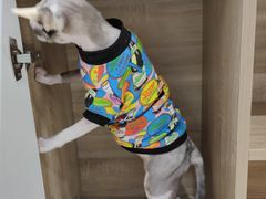 -藏猫猫咖啡主题馆(中央大道店)