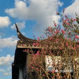 花树旁的咖啡厅