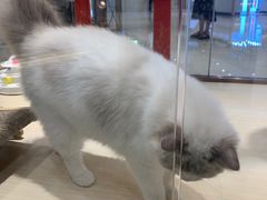 -momokira米努特·德文卷毛猫·棉花面纱犬