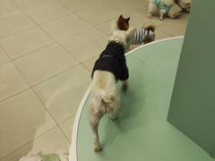 -怪兽屋·羊驼·猫咖·狗咖(俊华广场店)