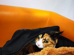 -北京观赏动物医院·24小时大型综合·猫专科·异宠专科