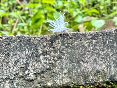 -广州白江湖森林公园