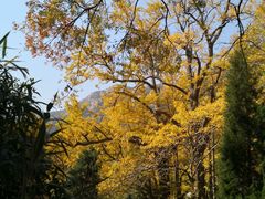 -青岛崂山太清宫