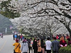 -武汉大学-樱园