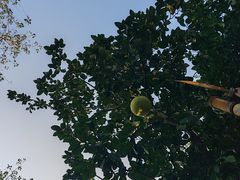 -合肥滨湖国家森林公园