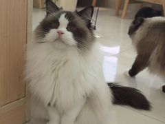 -鼓捣猫呢主题猫咖店