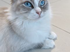 -怪兽屋·羊驼·猫咖·狗咖(俊华广场店)