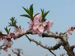 -南汇桃花村