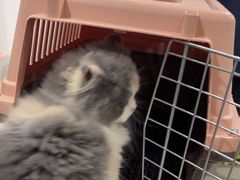 -佳雯宠物医院·皮肤科·内外科(春晓路分院)