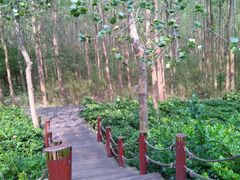 -合肥滨湖国家森林公园