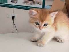 -中农国际动物医院24小时·猫科·骨科·急重症中心