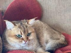 -瞄一喵猫咖(格力海岸店)