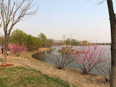 -东郊湿地公园