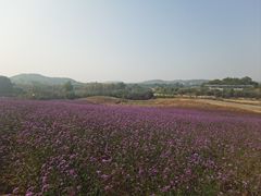 -密云玫瑰情园