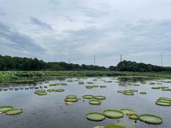 -荷塘月色湿地公园·向阳花洲