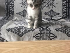 -平行世界·猫咖(首经贸店)