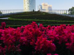 景点-北外滩滨江绿地