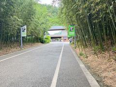 -都江堰中华大熊猫苑