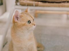 -共舞时光猫咖·狗咖(新街口店)