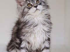 -lincat·猫舍(广州店)