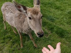 -北京鹿世界主题园