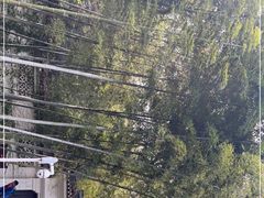 -上海佘山国家森林公园西佘山园