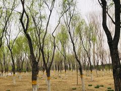 -东郊湿地公园