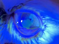 -美联众合动物医院(·中兽医·疑难杂症·严家桥分院)