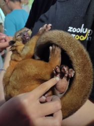 -Zoolung Zoolung动物主题公园(海信广场店)