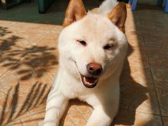 -喜柴咖啡·柴犬狗咖